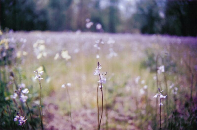 Wildflowers in a Field — Purple, Serene, Spring