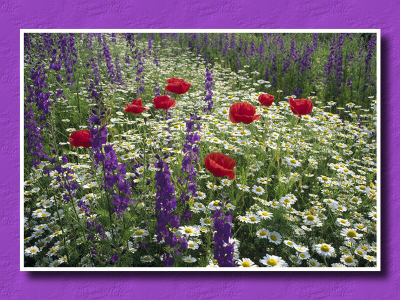 Wildflowers in a Field — Purple, Serene