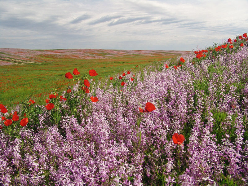Wildflowers in a Field — Purple