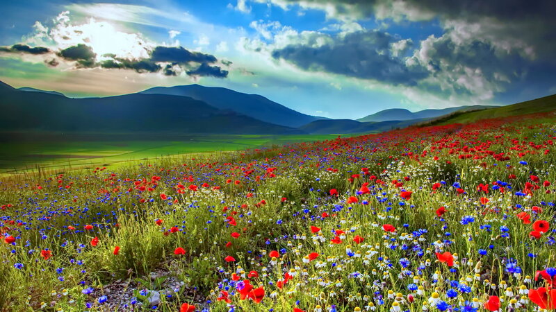 Wildflowers in a Field — Red, Dramatic, Afternoon