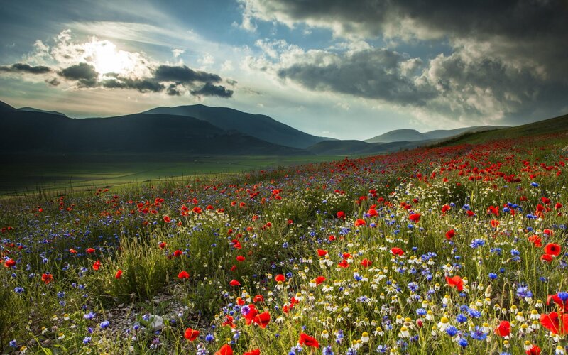 Wildflowers in a Field — Red, Dramatic