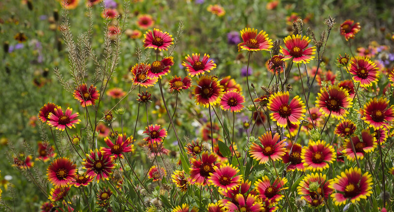 Wildflowers in a Field — Red, Natural