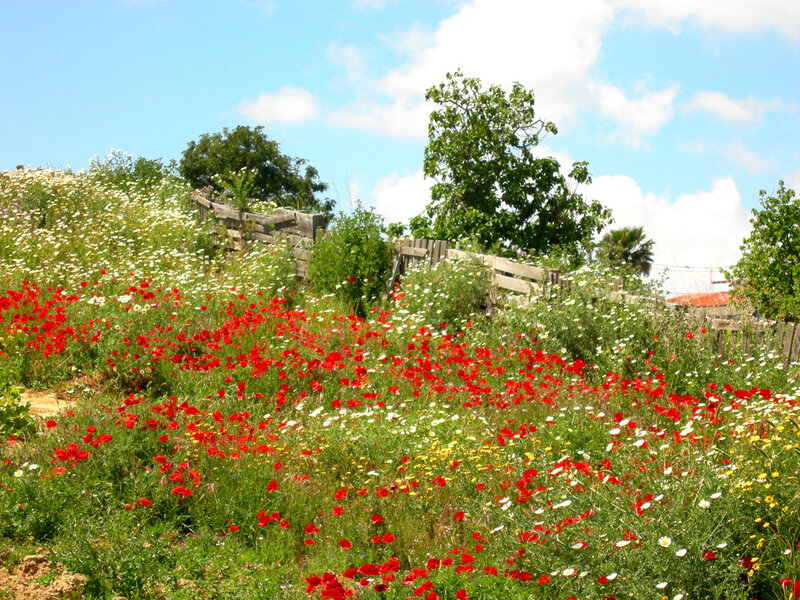 Wildflowers in a Field — Red, Serene, Afternoon, Photograph