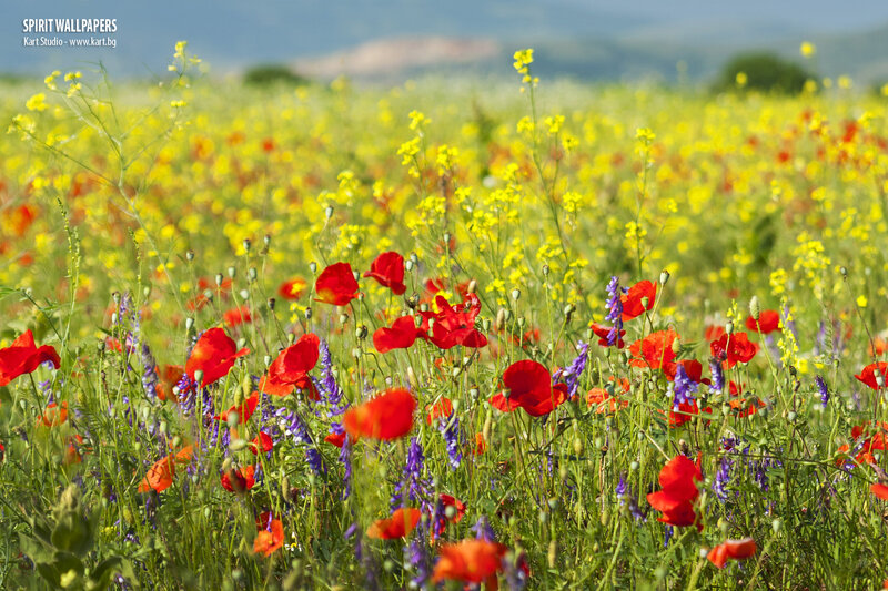 Wildflowers in a Field — Red, Serene, Afternoon