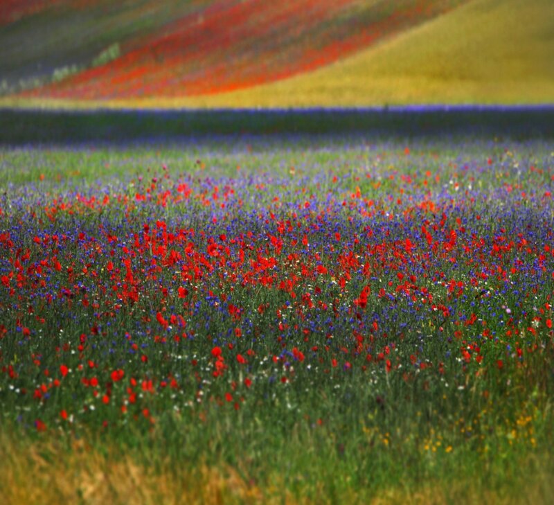 Wildflowers in a Field — Red, Serene, Spring, Photograph