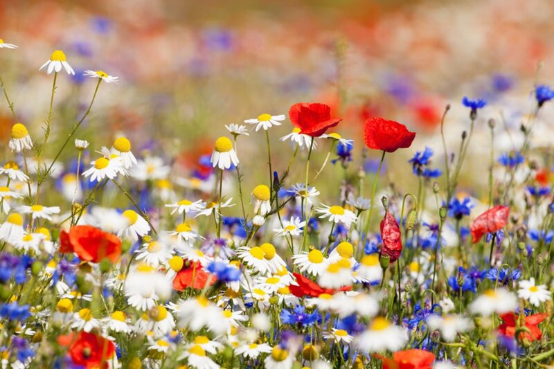 Wildflowers in a Field — Red, Serene, Summer, Photograph, Daisies