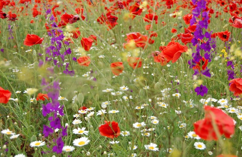 Wildflowers in a Field — Red, Serene, Summer, Photograph, Poppies, Daisies, Larkspur