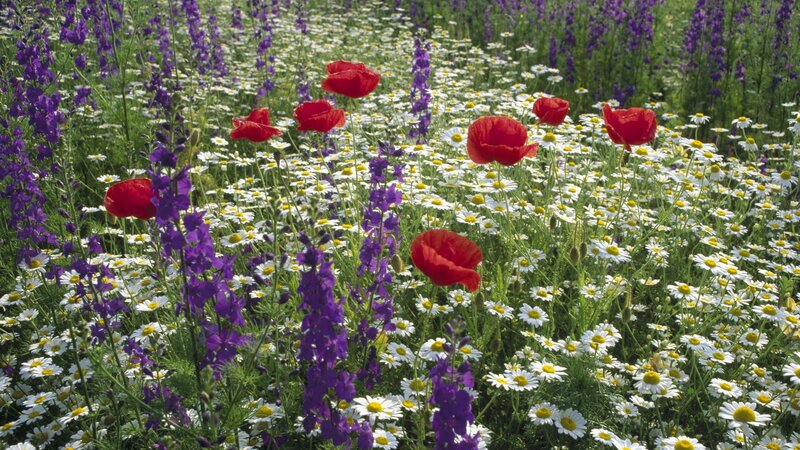 Wildflowers in a Field — Red, Serene, Summer, Photograph, Poppies, Daisies, Larkspur, White