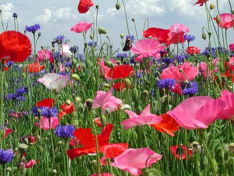 Wildflowers in a Field — Red, Serene, Summer