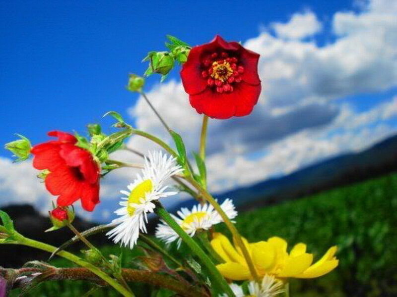 Wildflowers in a Field — Red, Serene