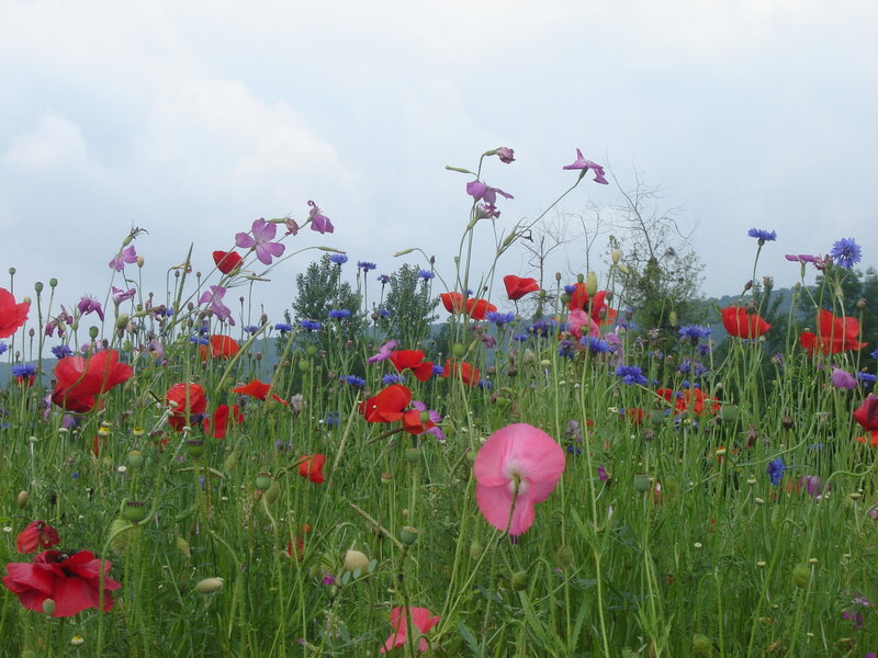 Wildflowers in a Field — Red