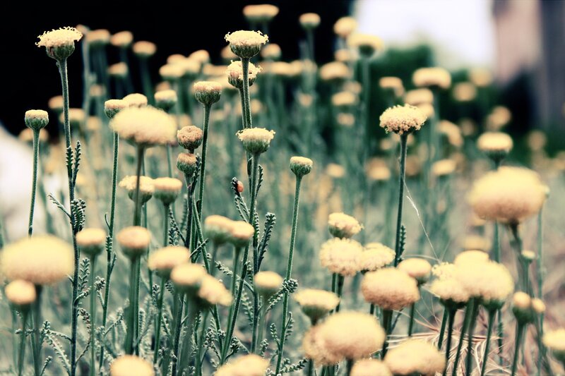 Wildflowers in a field