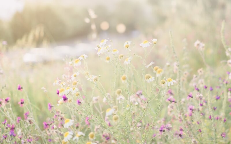 Wildflowers in a Field — White, Serene