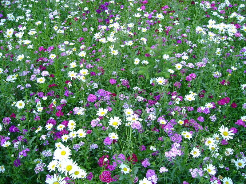 Wildflowers in a Field — White