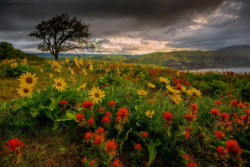 Wildflowers in a Field — Yellow, Dramatic
