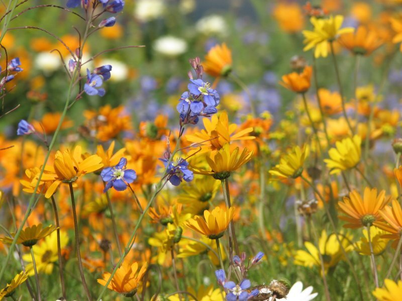 Wildflowers in a Field — Yellow, Serene, Afternoon