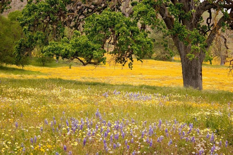 Wildflowers in a Field — Yellow, Serene, Spring