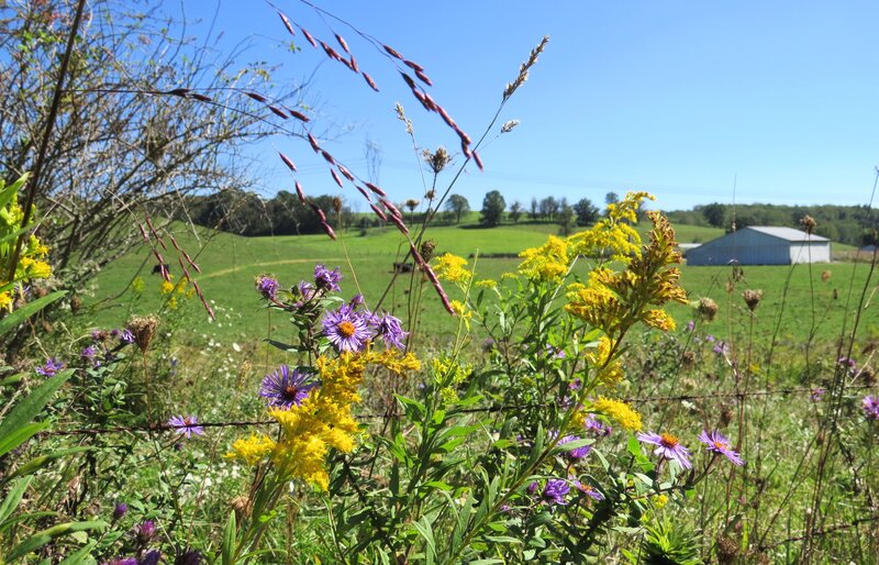 Wildflowers in a Field — Yellow, Serene, Summer