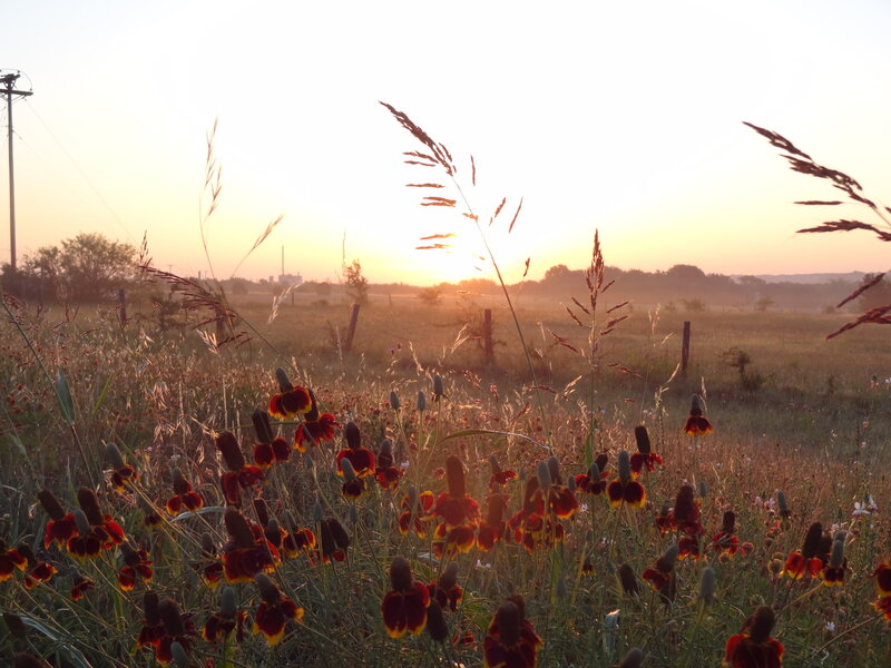 Wildflowers in a Field — Yellow, Serene, Sunrise