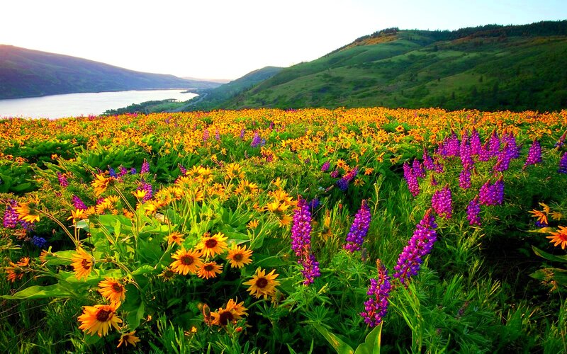 Wildflowers in a Field — Yellow, Serene, Sunset, Photograph, River