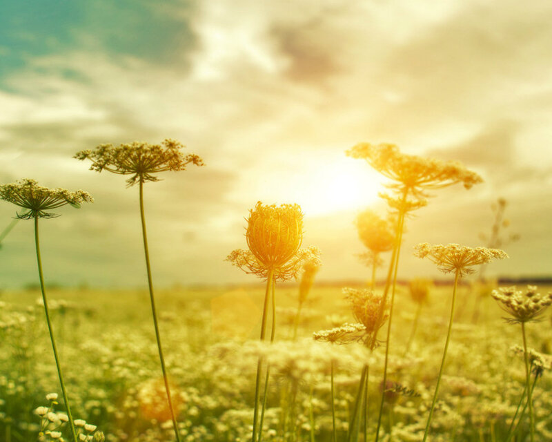Wildflowers in a Field — Yellow, Serene, Sunset, Photograph, Sun