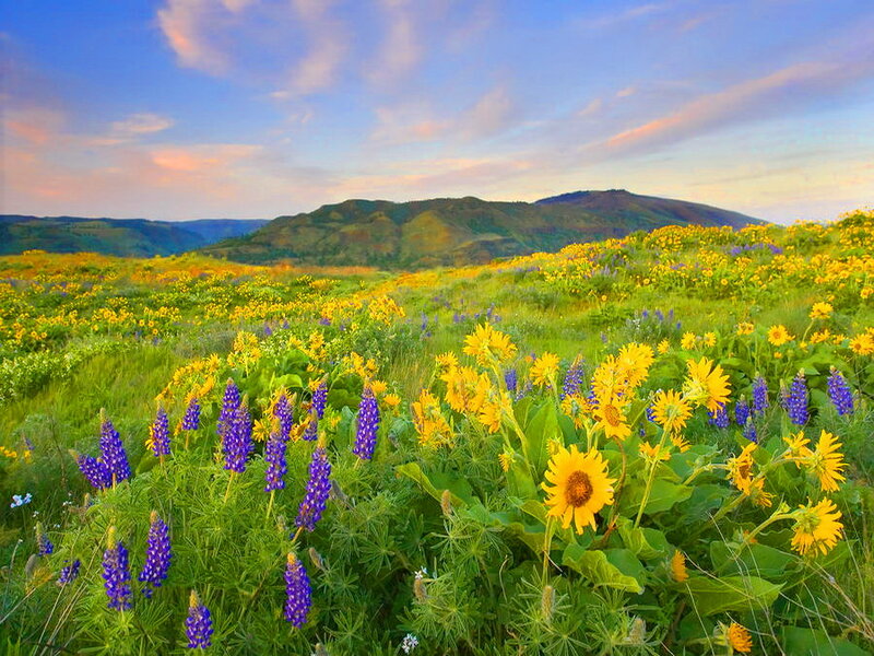 Wildflowers in a Field — Yellow, Serene, Sunset, Photograph