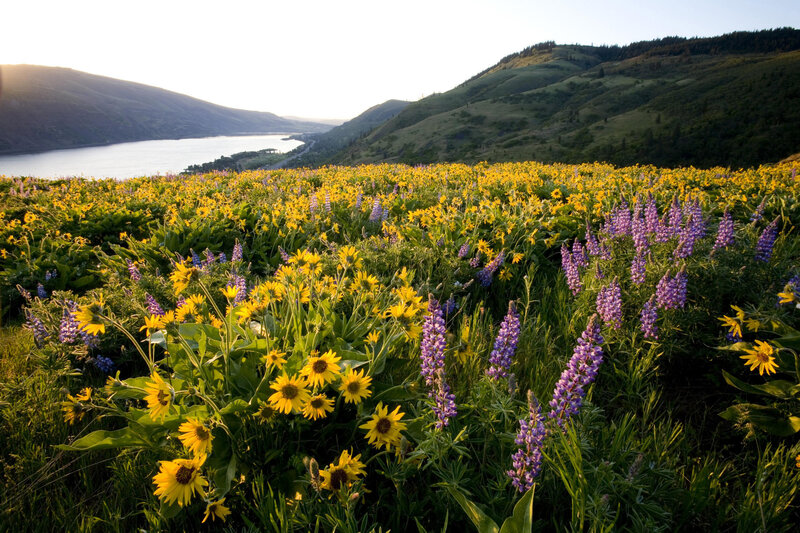 Wildflowers in a Field — Yellow, Serene, Sunset