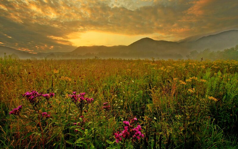 Wildflowers in a Field — Yellow, Serene