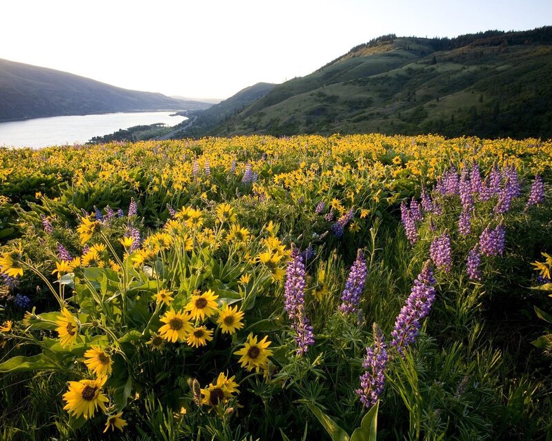 Wildflowers in a Field — Yellow