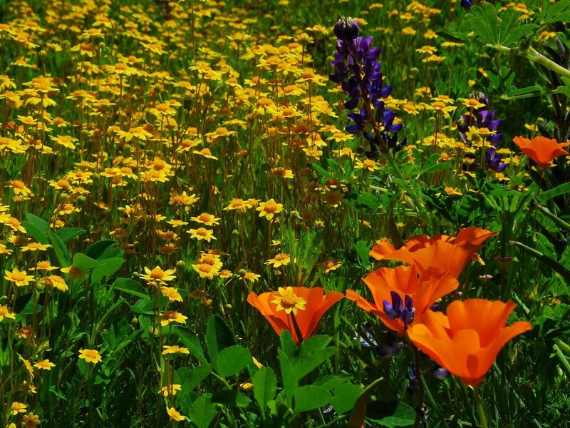 Wildflowers in a Field — Yellow, Vibrant, Afternoon