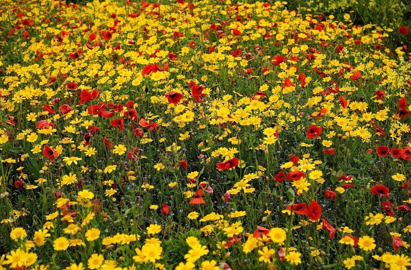 Wildflowers in a Field — Yellow, Vibrant, Spring