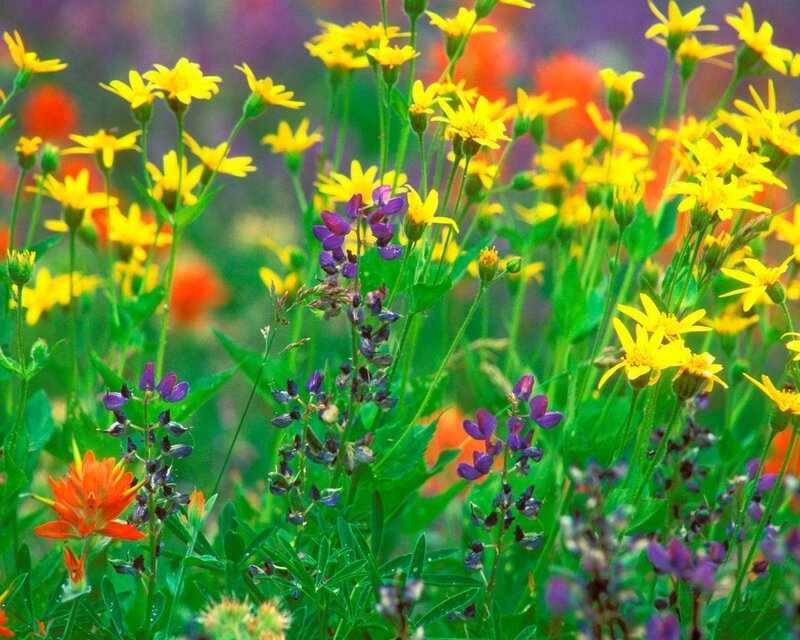 Wildflowers in a Field — Yellow, Vibrant