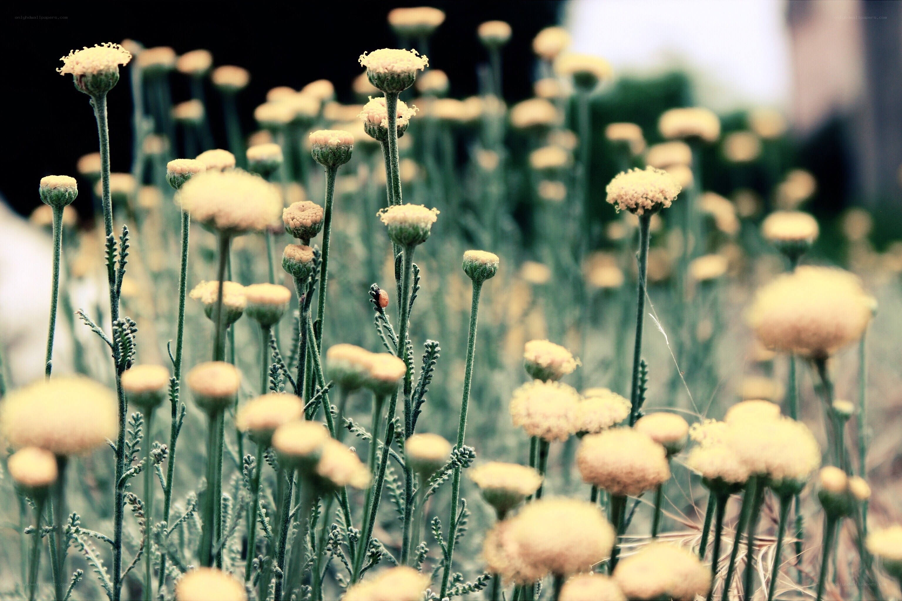 Wildflowers in a field