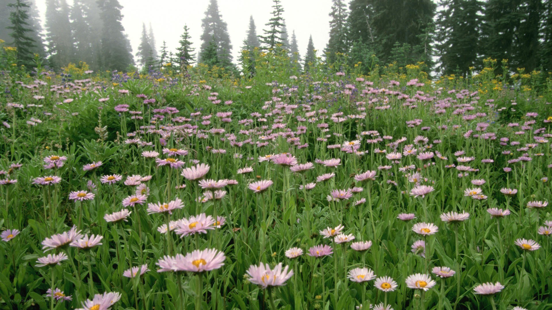 wildflowers in a forest clearing
