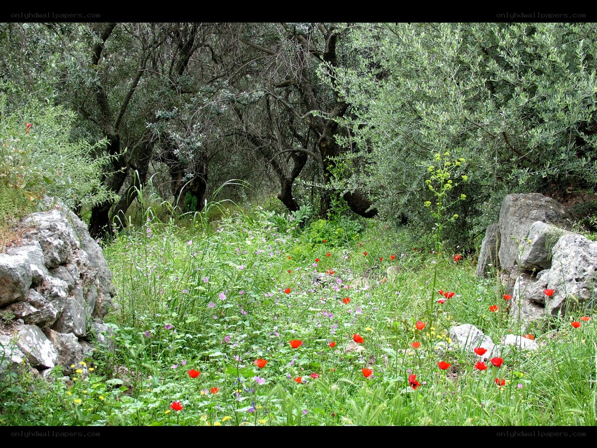 Wildflowers in a forest clearing