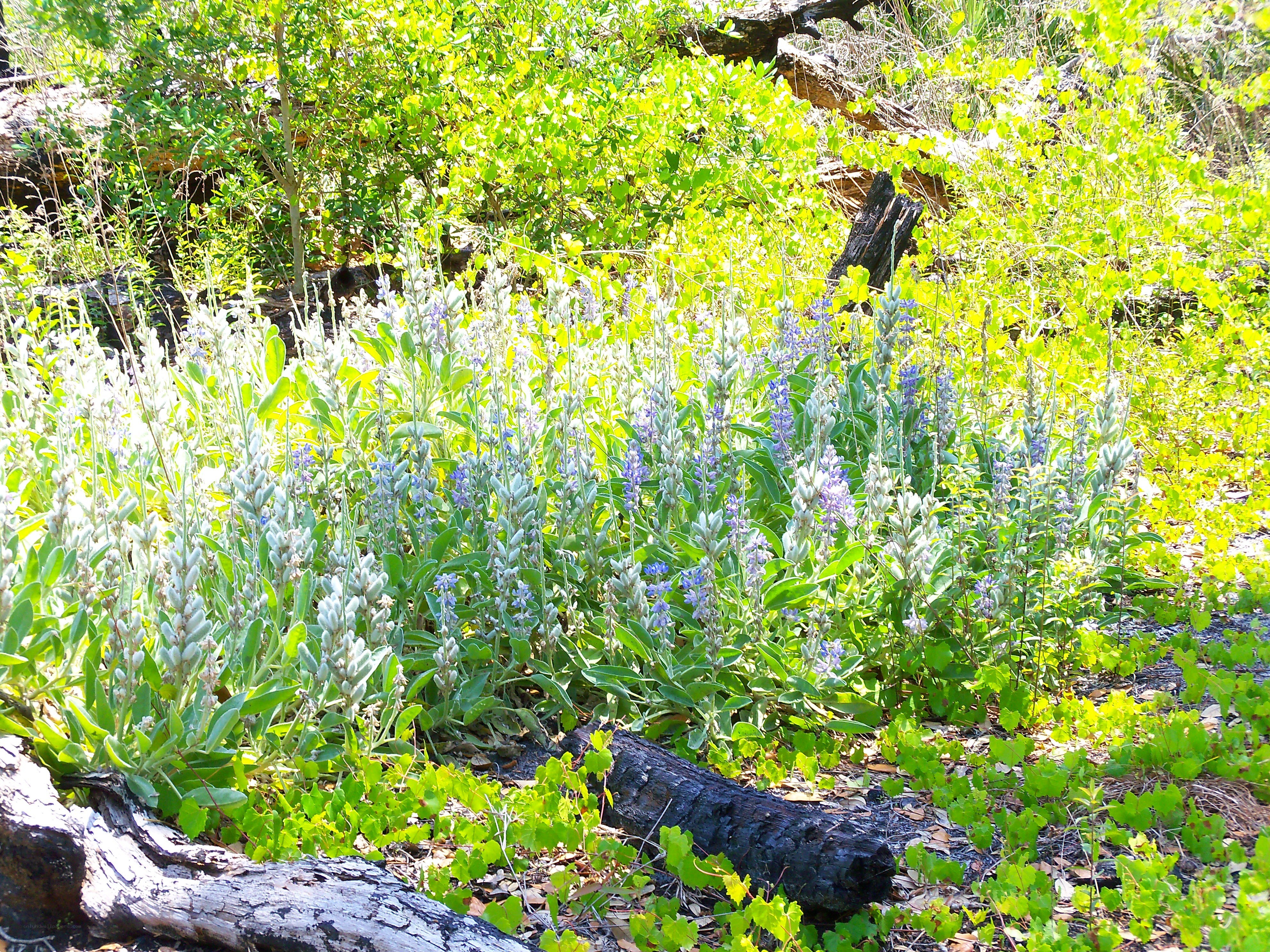 wildflowers in a forest clearing