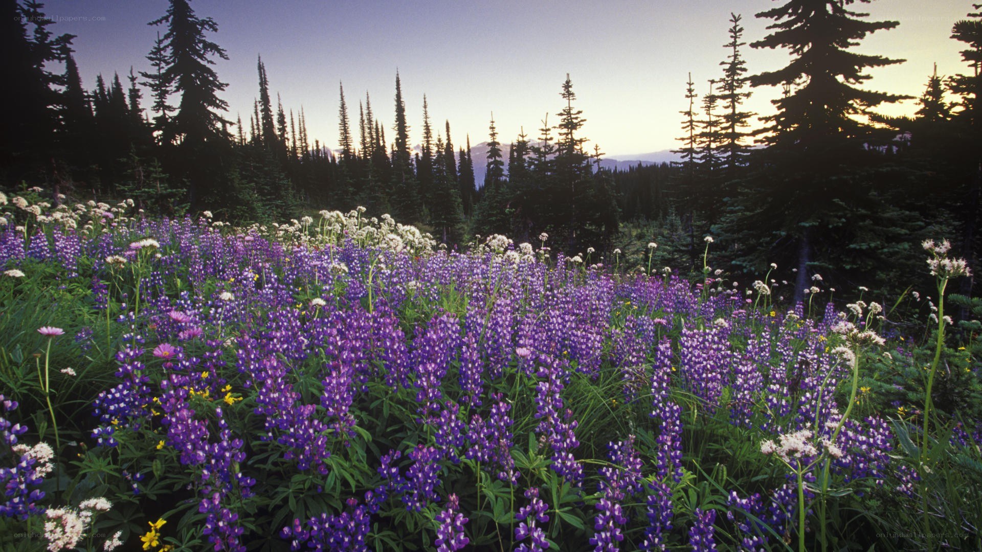 Wildflowers in a forest clearing