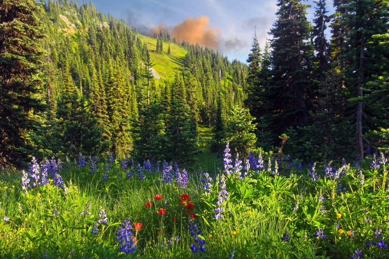 Wildflowers in a forest valley