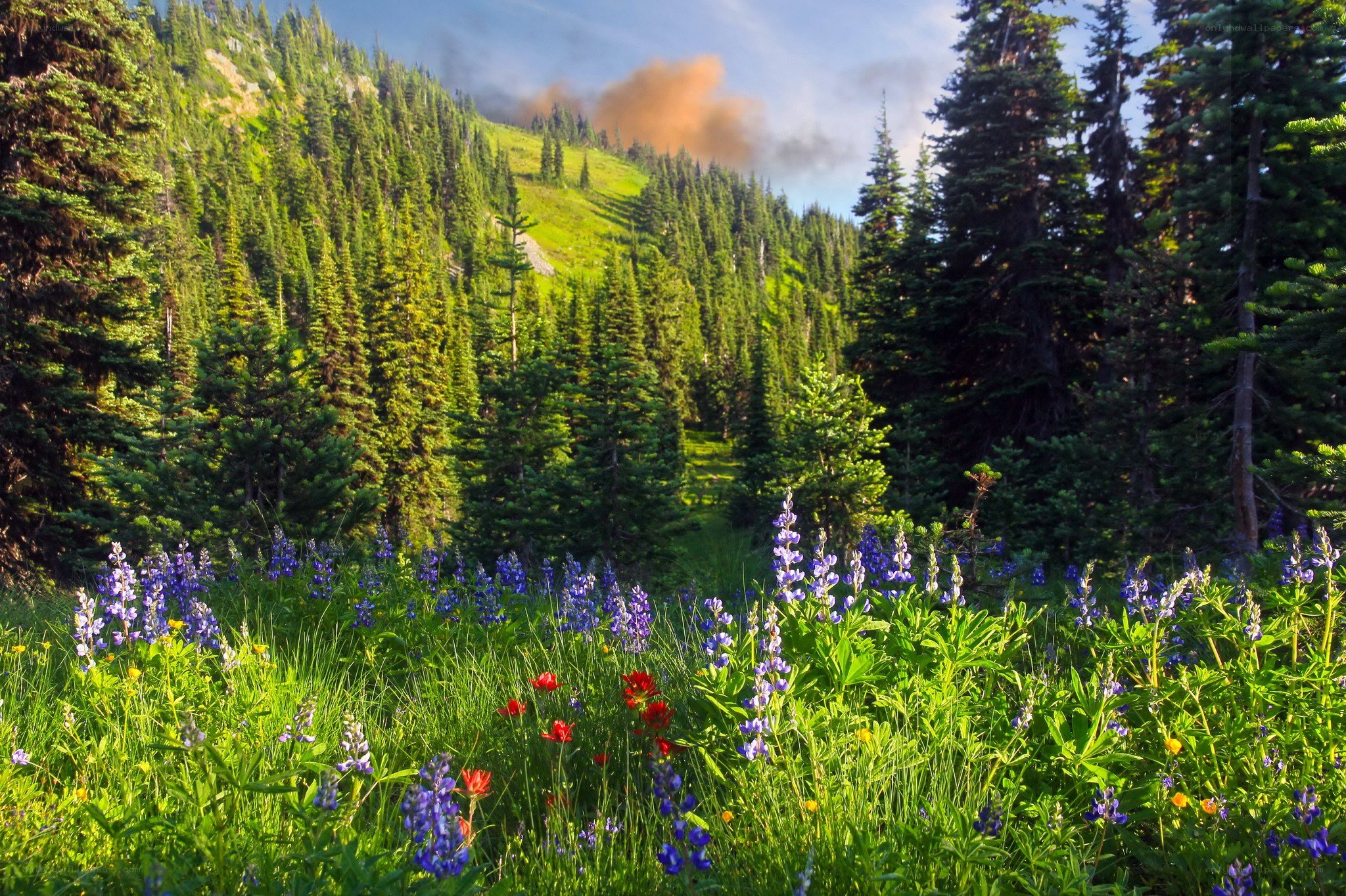 Wildflowers in a forest valley