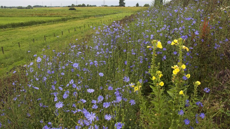 Wildflowers in a green field