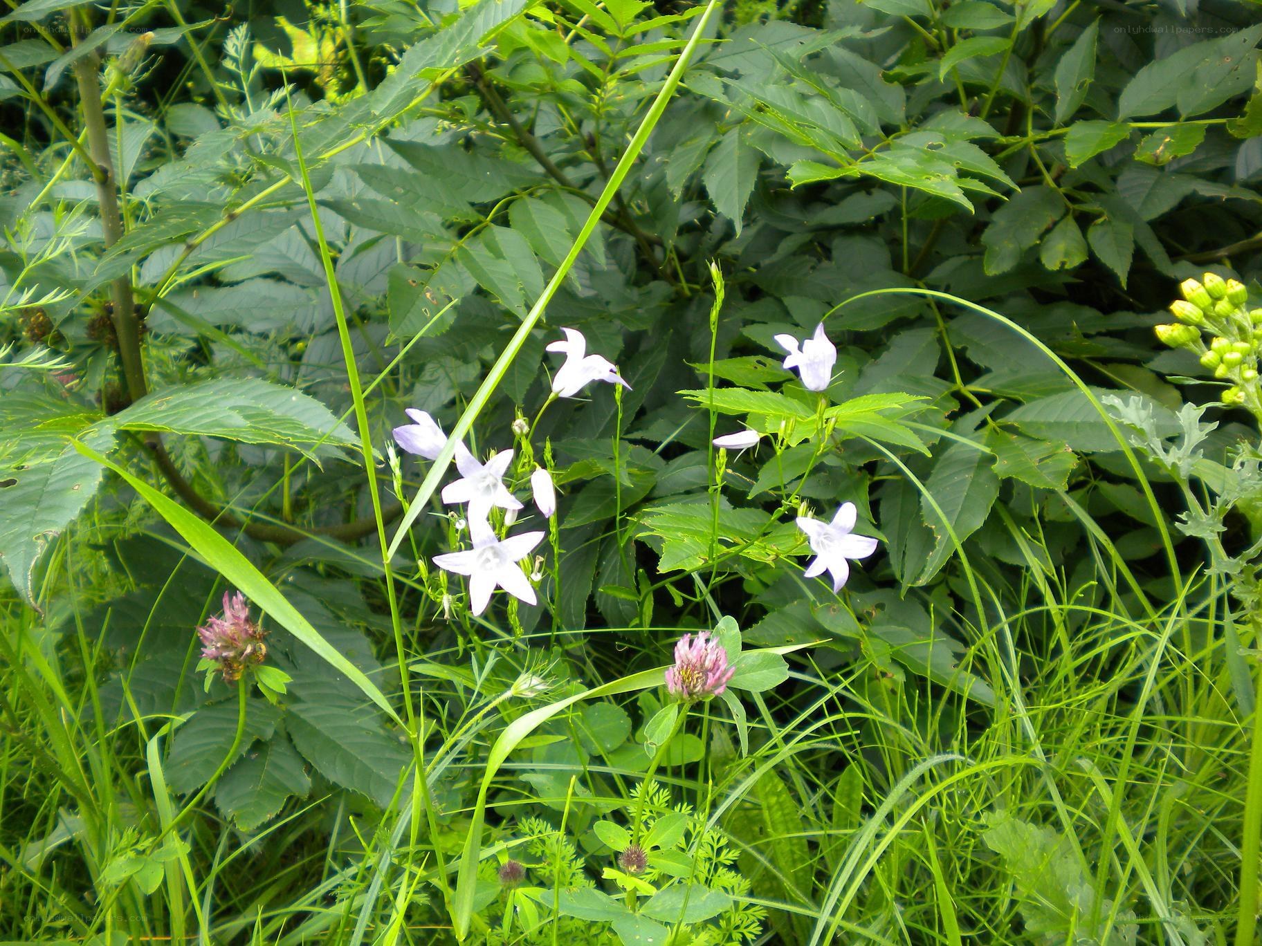 wildflowers in a green field