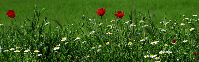 Wildflowers in a green field