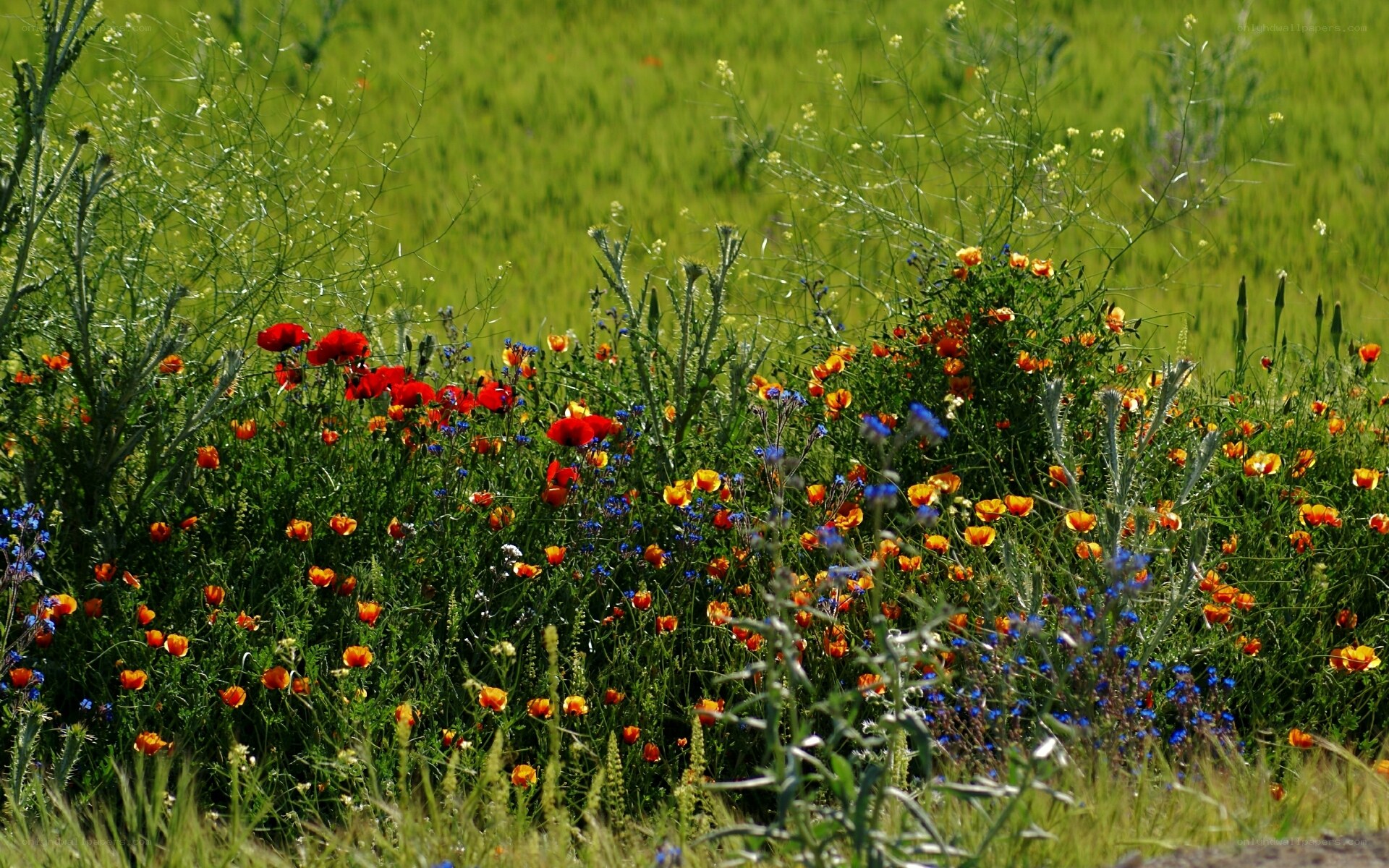 Wildflowers in a green field