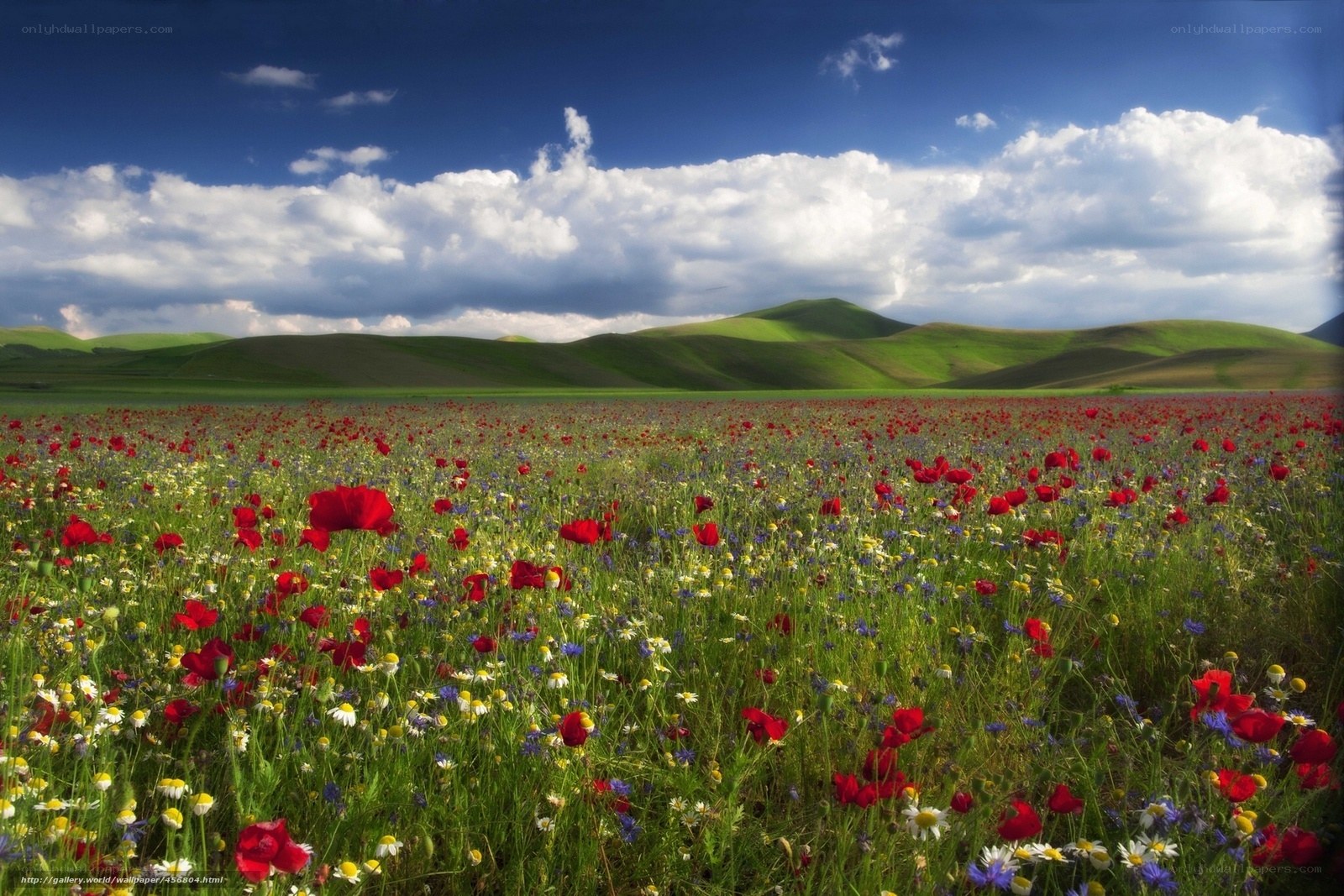 Wildflowers in a green field