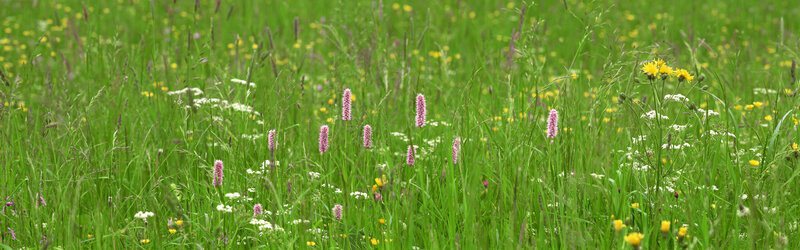 Wildflowers in a green meadow