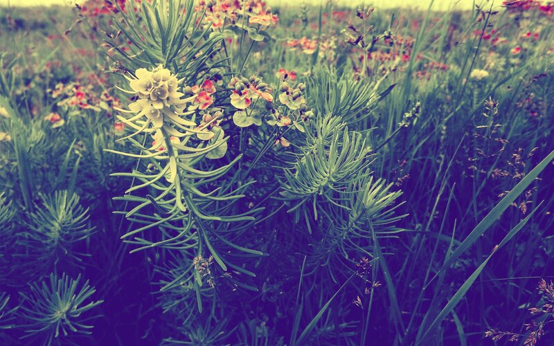 Wildflowers in a meadow