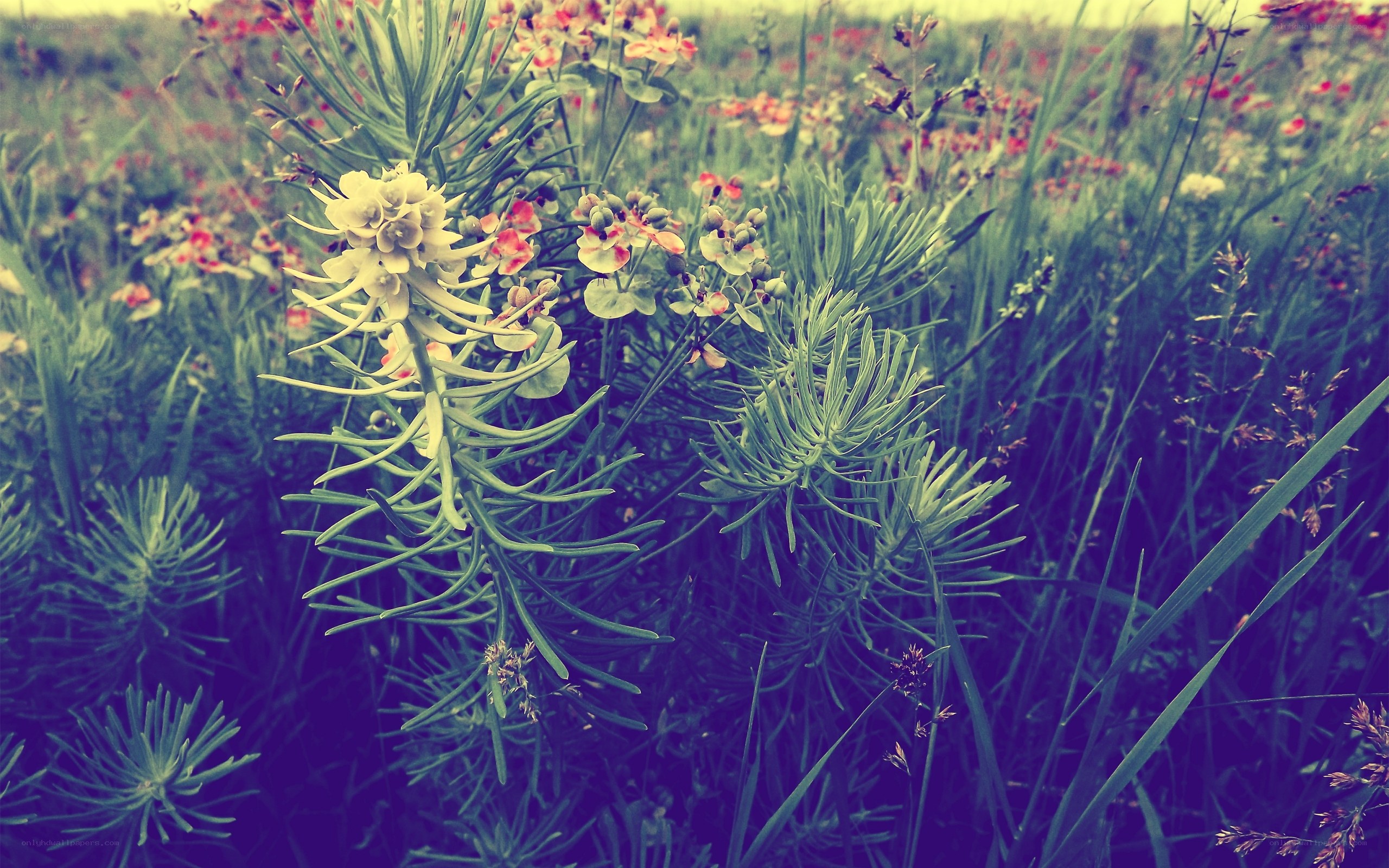 Wildflowers in a meadow