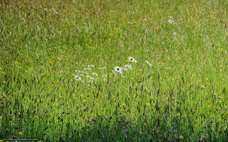 Wildflowers in a meadow
