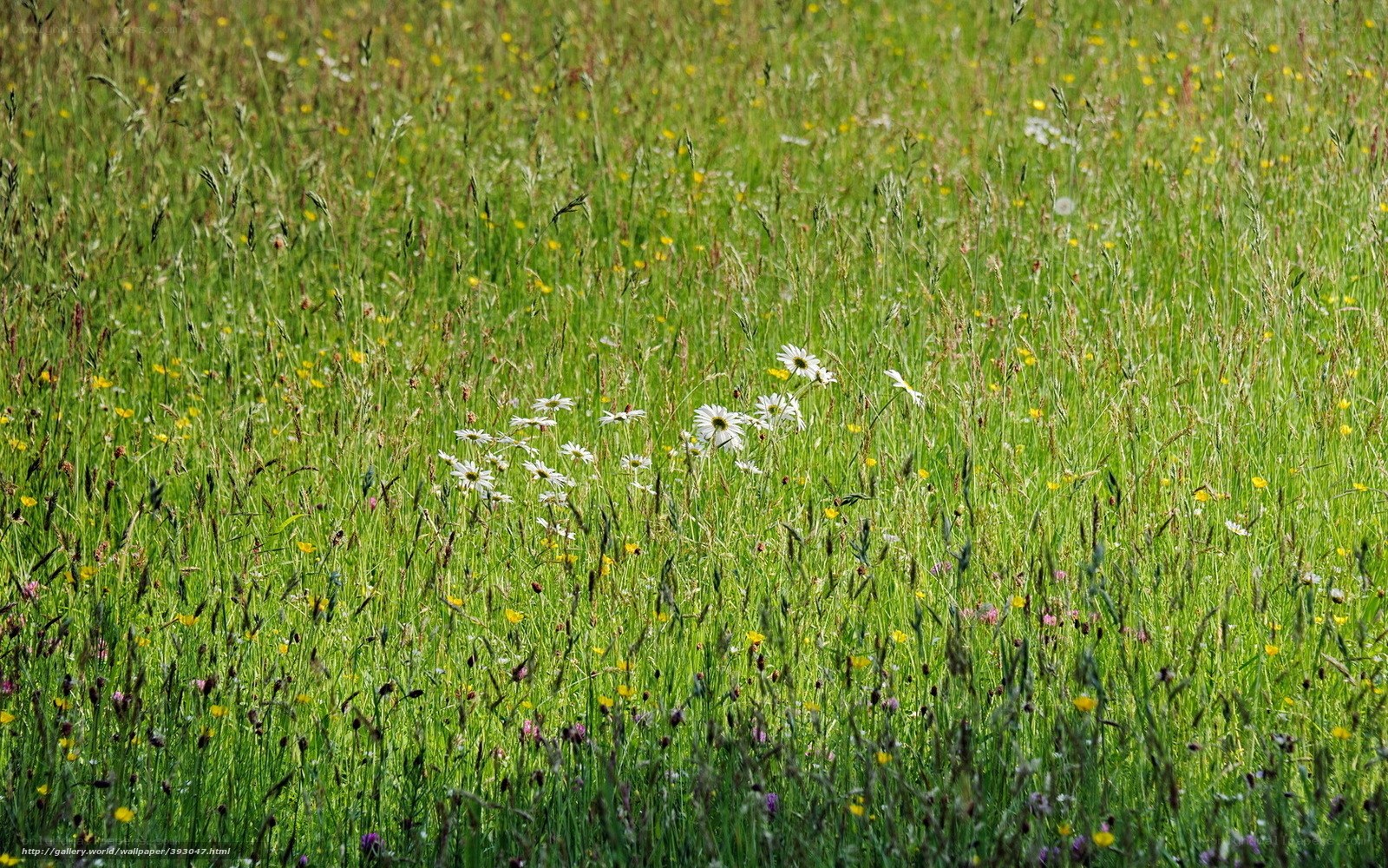 Wildflowers in a meadow