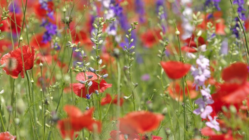 Wildflowers in a meadow